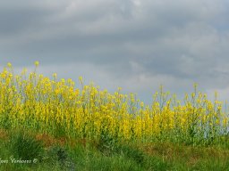 Bevrijdingsrun Utah Beach 2010